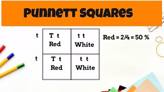 Punnett Square Basics  monohybrid cross [upl. by Otte]