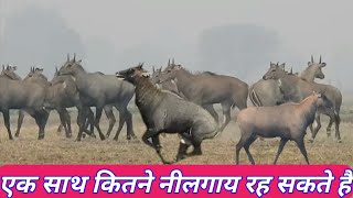 Nilgai ke daud ke video nilgaidaud numbersofnilgai [upl. by Gotthard415]