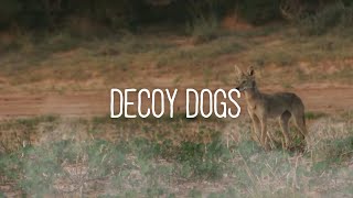 Decoy Dogs In Your Face Coyote Hunting [upl. by Gilead]