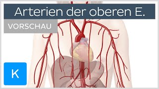 Obere Extremität Arterien und Blutversorgung Vorschau  Kenhub [upl. by Greer]