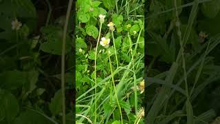 Tridax procumbens Family Asteraceae [upl. by Ayanal630]