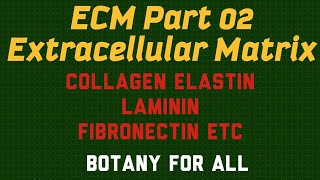 ECM Part 2 Collagen Laminin Fibronectin etc Extracellular matrix [upl. by Pattani813]