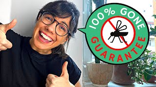 How to get rid of FUNGUS GNATS EASY  100 EFFECTIVE [upl. by Jaymie729]