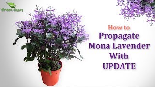 How to Propagate Purple Flower Plant quotMona Lavenderquot or quotPlectranthusquot WITH UPDATE GREEN PLANTS [upl. by Weinreb109]