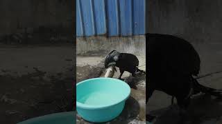 Feeding cormorants fish😱 bird fishing wildlife [upl. by Jessi]