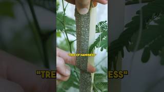 Watch this before consuming Mimosa tree ⚠️ [upl. by Serrano]