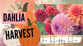 Fall Dahlia Bucket [upl. by Raye]