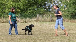 Hilfe mein Hund jagt joggende Menschen Vorschau [upl. by Yelroc]