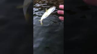 Releasing smallmouth bass while kayak fishing [upl. by Htieh]