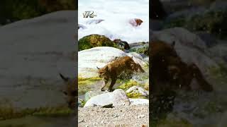 Bobcat Hunting  45 Seconds of Suspense With Bobcat  VRchou bobcat bobcats animals shorts [upl. by Yltnerb]