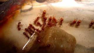 The Story of My Ant Colony Myrmica rubra [upl. by Nathan]