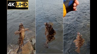 Three Kelpfish Caught at Moruya Breakwall  Moruya Fishing [upl. by Tichon]