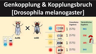 GenkopplungKopplungsbruch Drosophila  Biologie Genetik Oberstufe [upl. by Nils266]