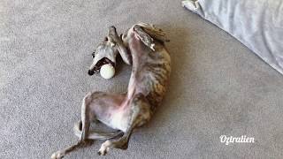 What is it like to own a whippet Lets find out   Roscoe the whippet [upl. by Wina]