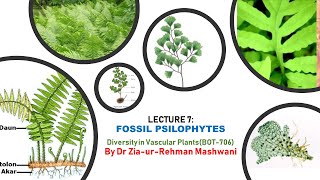 Lecture 7 Fossil Psilophytes  Psilophyton  Rhynia  Asteroxylon  Zosterophyllum [upl. by Enialedam]