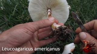 Leucoagaricus americanus Australia [upl. by Lanuk763]