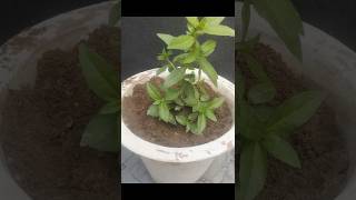 Bhringraj plant grow in potshortsgardeningtricksharbalplant [upl. by Candra343]