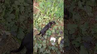 مغامرة جديدة 🙀A new adventure🙀cat cats catlover catvideos shortvideo comedy كومنت قطط قط [upl. by Iad]