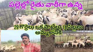 పల్లెల్లో రైతు వారీగా ఉన్న గొర్రెలు 29 పిల్లలు 14 అమ్మకానికి వెంకీ 6305662856 👉🏻  24102024 🐐🐑 [upl. by Ketchan]