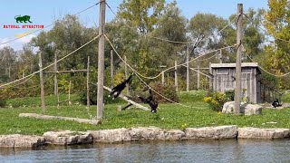 The White Handed Gibbon’s  The lar gibbon’s 4K [upl. by Ahseya49]