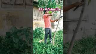 Branch Cutter🌳RajeshuddinVlog1991branchcuttershortfeed [upl. by Busch]