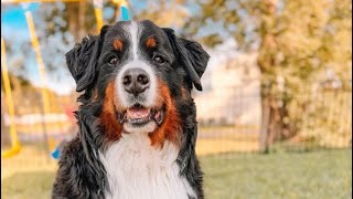 Apartment dog gets a fenced in yard [upl. by Northway]