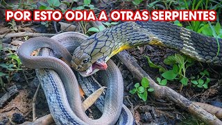 LA VERDADERA HISTORIA DE LA SERPIENTE King Cobra [upl. by Irrehc917]