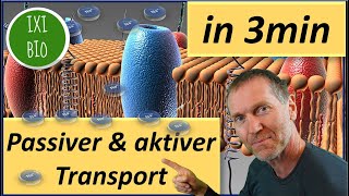 Biologie kurz und knapp  passiver und aktiver Transport in drei Minuten erklärt [upl. by Toddy]