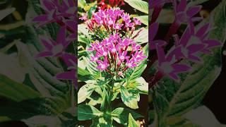 Pentas All Time Flowering Plant ☘️ music love penntas saritanursery [upl. by Freiman862]