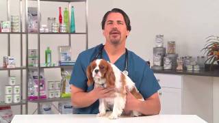 Fleas Tips To Protect Your Dog During Flea Season [upl. by Eirrol]