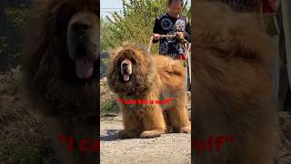 Mastiff Vs wolf viral pitbull guardog [upl. by Jegger]