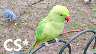 Londons feral parrots in St James Park [upl. by Ithsav]