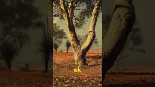 BloodWood Tree youtubeshorts nature mystery facts science viralvideo viralfacts sciencefacts [upl. by Strohl]