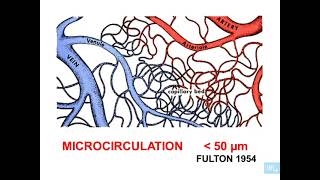 1  Histologie microcirculation partie 1 [upl. by Wallas]