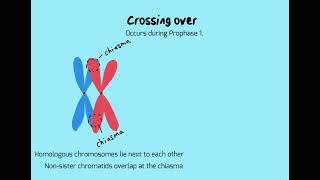 Crossing over during Prophase 1 [upl. by Earley]