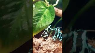 Dendrobates auratusподарочек 🎁 [upl. by Adyan]