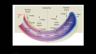 Fluids and Electrolytes [upl. by Khalid]