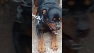 Angry Rottweiler most powerful [upl. by Calendra]