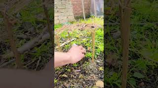 Short video 📷 animal farmhouse mini farm for horse 🐎 trending farmhouse shorts toys horsduet [upl. by Heller]