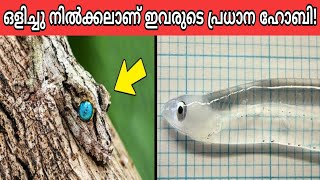 Top 10 CAMOUFLAGED Animals That Really Exist  Malayalam [upl. by Eelanna21]