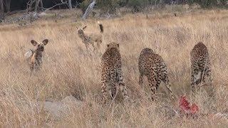 Wild dogs vs Cheetah for Food [upl. by Sieracki]