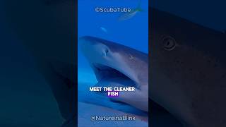 The Cleaner Fish shorts fish ocean wildlife [upl. by Camus]