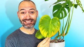 Heres Why Your Monstera Is Turning Yellow [upl. by Waverley487]