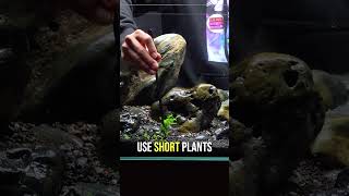 Aquascaping Pro Tip Do THIS When Planting Aquarium Plants shorts [upl. by Atterahs894]