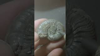 Pyrite Ammonite [upl. by Luciana393]