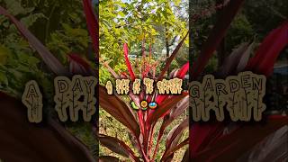 A Day in my Garden🌻🐛tamil gardening gardenvlog shorts gardeningtips garden plants flowers [upl. by Dnumde93]