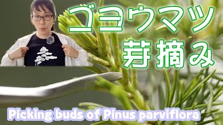 ゴヨウマツの芽摘み／Picking buds of Pinus parviflora [upl. by Wexler]