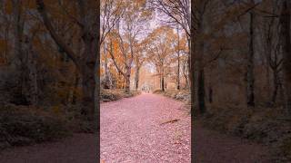 Autumn in Chorleywood 🌲 [upl. by Terpstra522]