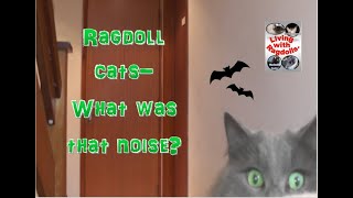 Ragdoll cats  What WAS that noise [upl. by Ahsenrad]