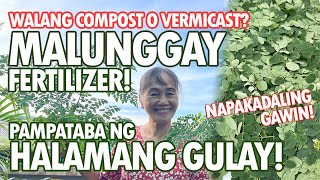 MALUNGGAY FERTILIZER PAMPATABA NG HALAMANG GULAY NAPAKADALING GAWIN  Haydees Garden [upl. by Bobinette]